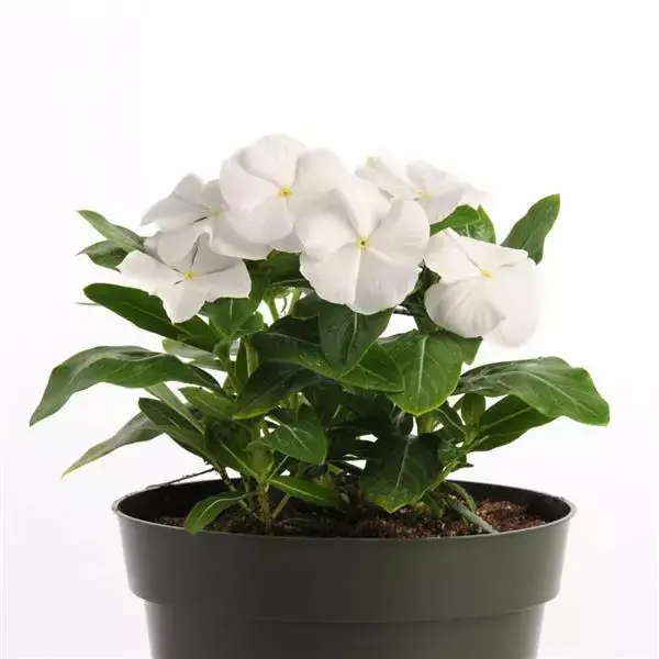 Vinca Xp Series Seeds – White Blooms, Heat & Drought Resistant (Panamerican) 1