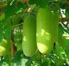 Vishwas Wax Gourd Seeds – Drought-Tolerant, High-Yield Benincasa By Known You 1