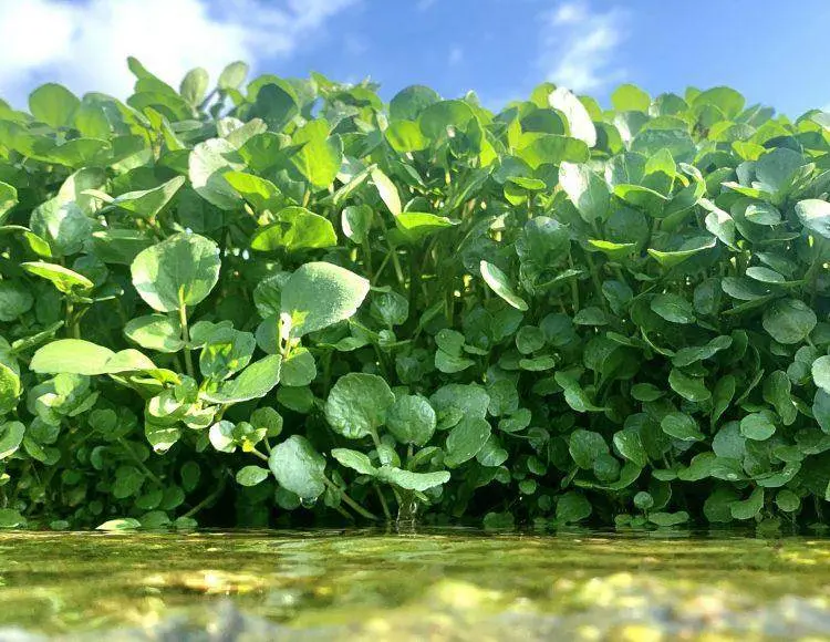 Watercress Herb Seeds – Garden Festival Organic Variety 1
