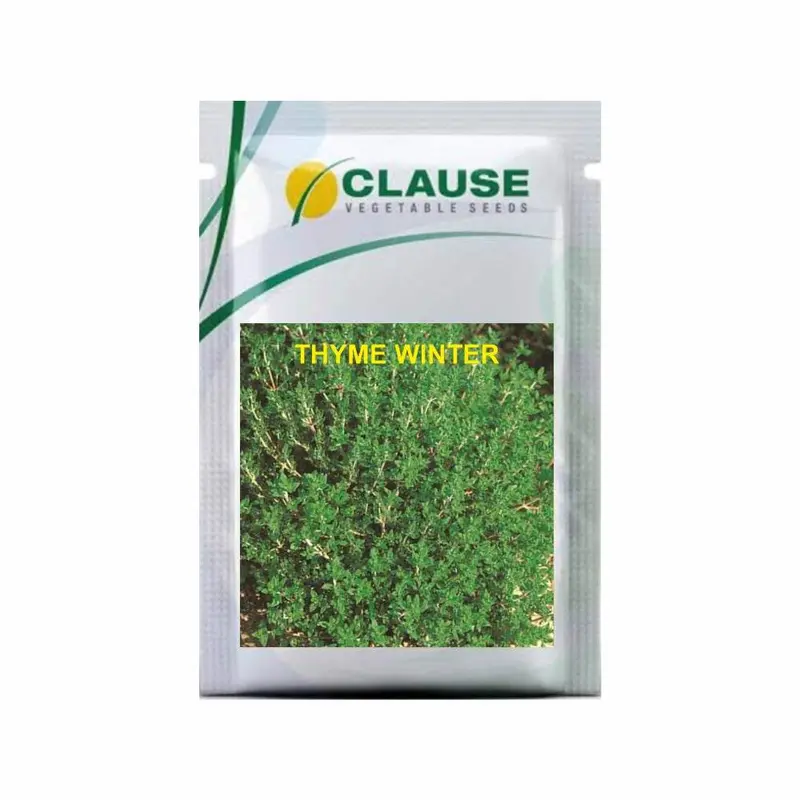 Winter Thyme – Clause Seeds Exotic Culinary Herb 1