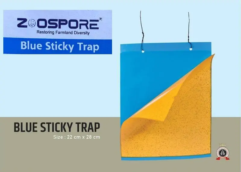 Yellow & Blue Insect Sticky Traps – Zoospore Biologicals Pest Control 2