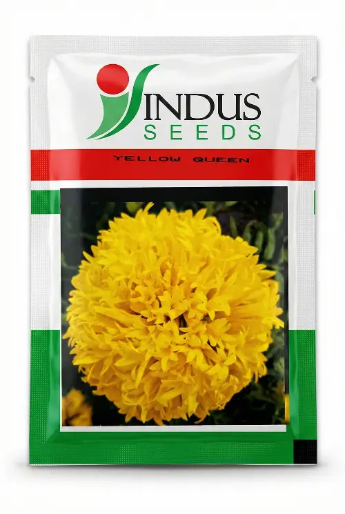 Yellow Queen Gaillardia Seeds – Drought-Tolerant Perennial Bloomer (Indus Seeds) 1