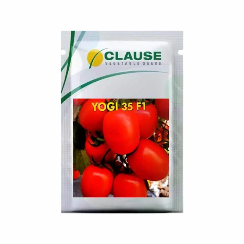 Yogi 35 F1 Hybrid Tomato – Clause Seeds 1