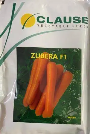 Zubera F1 Hybrid Carrot – Clause Premium Vegetable Seeds 1